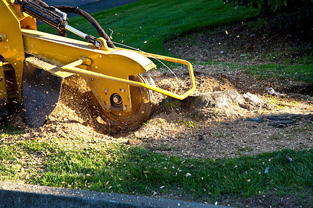 Best Aeration Services  in Mount Pleasant, WI